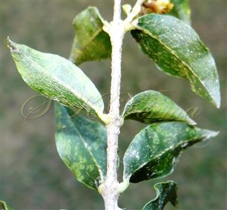  Leafy branch